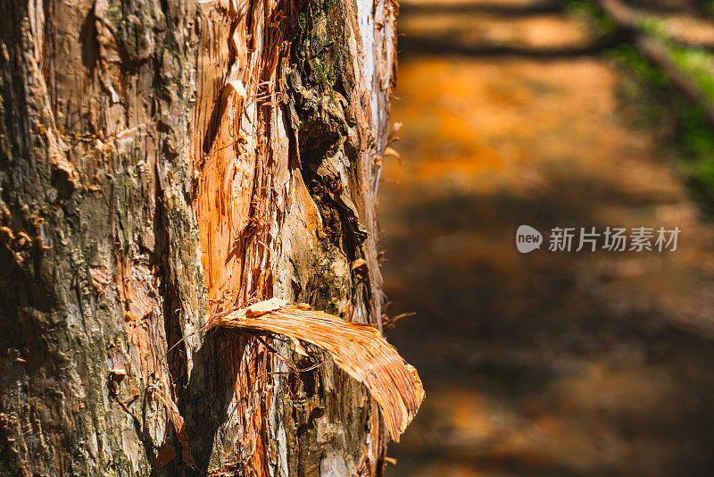 树干的特写