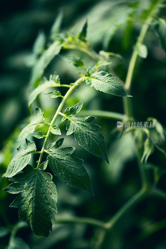 植物和花:一株番茄植物叶片的微距摄影