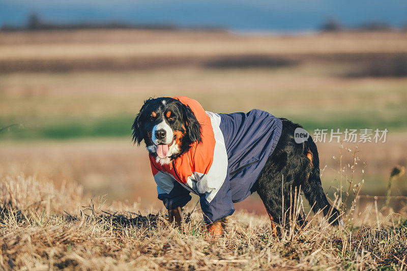 伯尔尼兹山犬