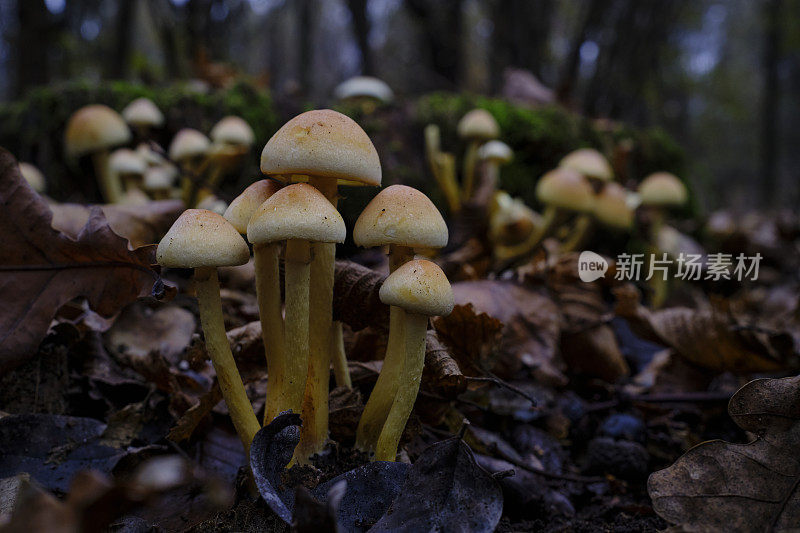 森林蘑菇特写镜头