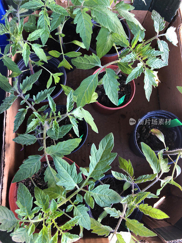 这是一组健康的番茄植株的特写图片，它们生长在塑料盆里，储存在一个纸板盒里，年轻的番茄植株叶子生长在堆肥中，准备在水果和蔬菜花园中生长