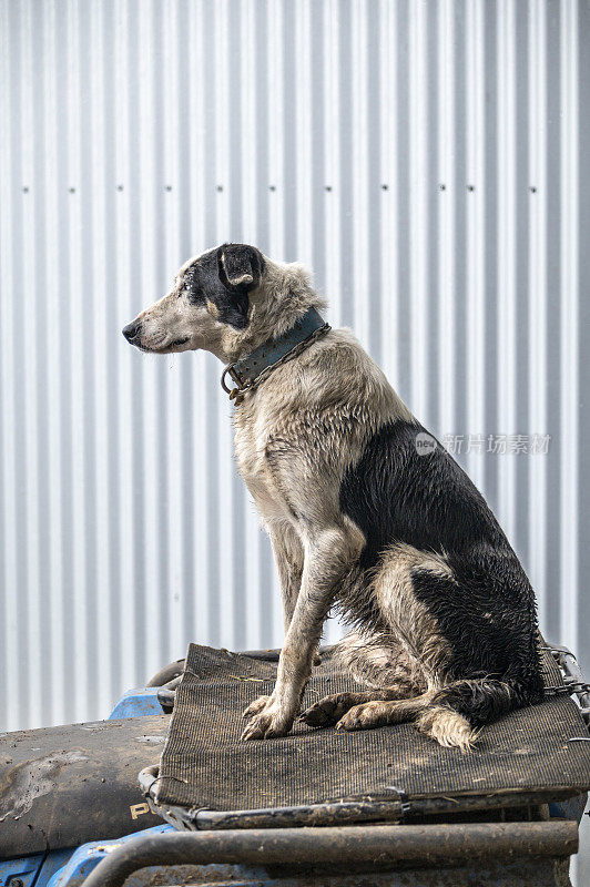 工作犬水妖准备跳跃行动