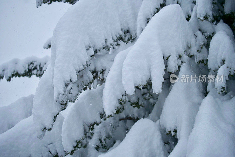 树被大雪覆盖