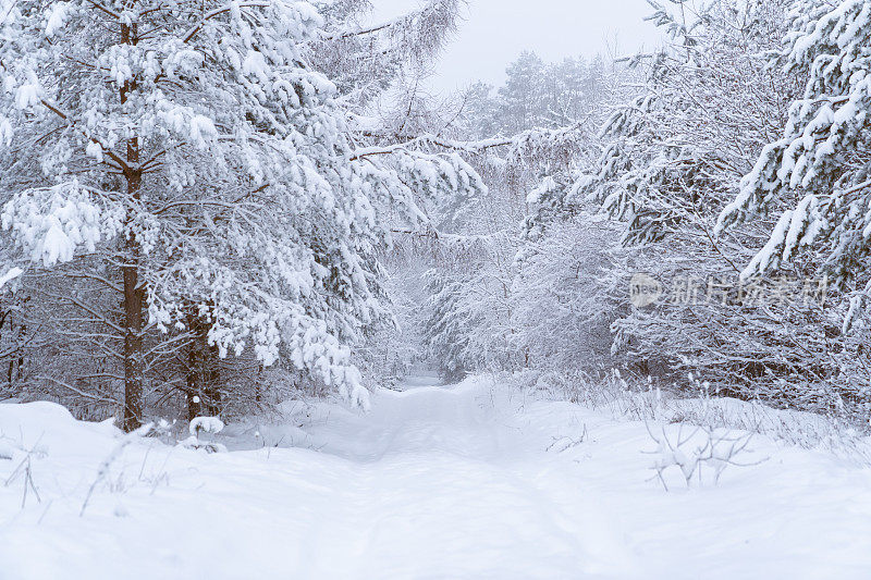 冬天的场景――一条被白雪覆盖的森林包围的乡村道路。