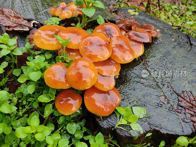 橙色湿蘑菇的特写