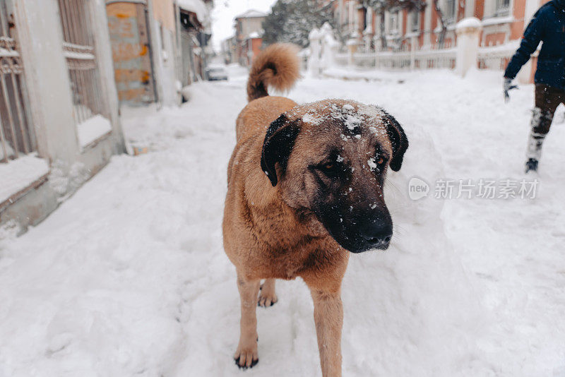 雪地里饥饿的流浪狗