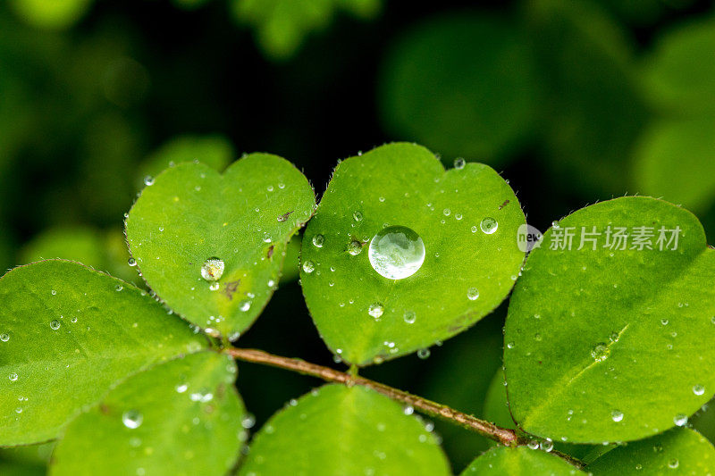 绿色的玉米叶子和雨滴