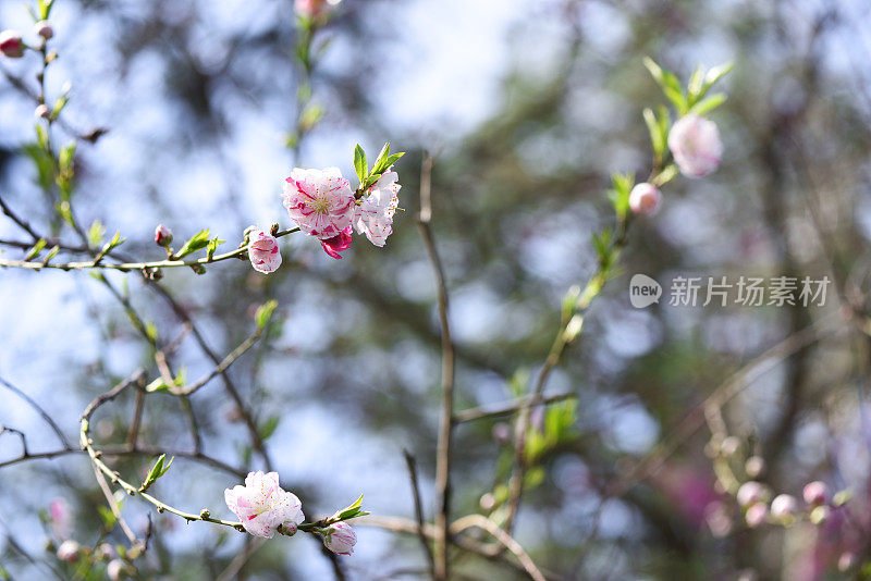 近景桃树花与浅景深的领域