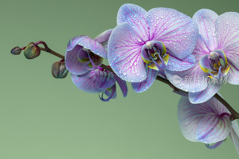 蓝色兰花花与露珠在绿色背景与空间复制