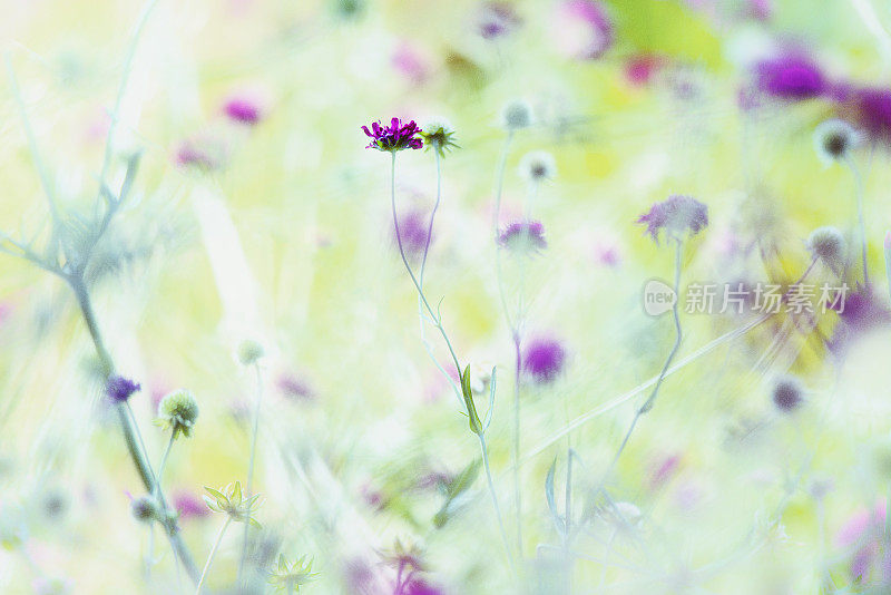 五颜六色的鲜花的背景