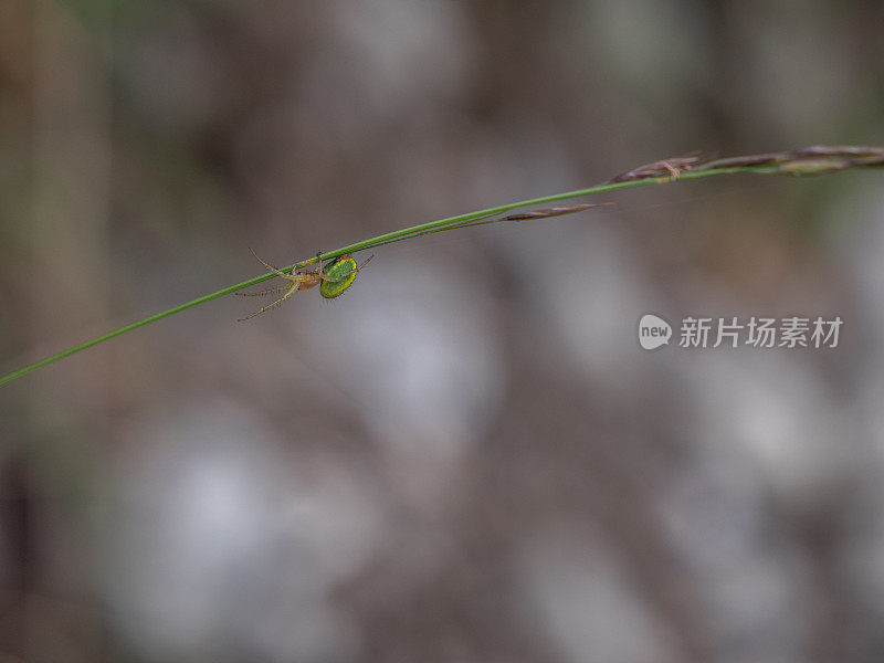 绿蜘蛛在野草上爬行