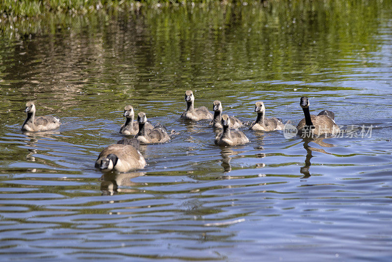 加拿大鹅家庭在湖里游泳