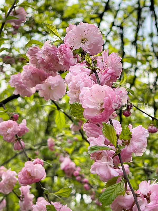 杏树开花