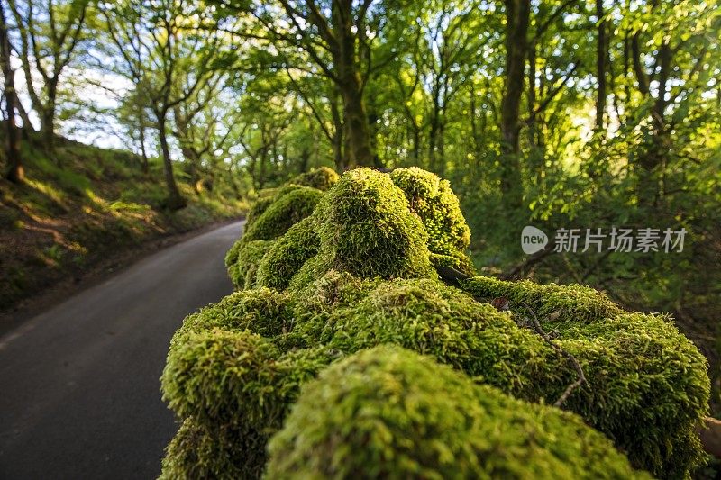 长满青苔的墙