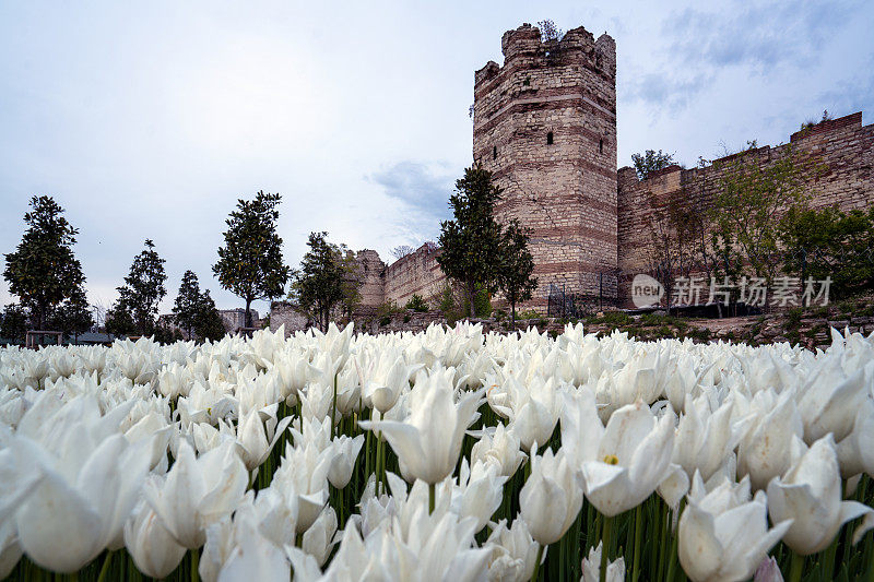 伊斯坦布尔拜占庭墙上的白色郁金香。