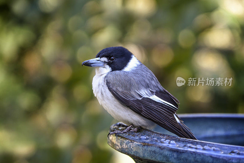 灰伯劳鸟