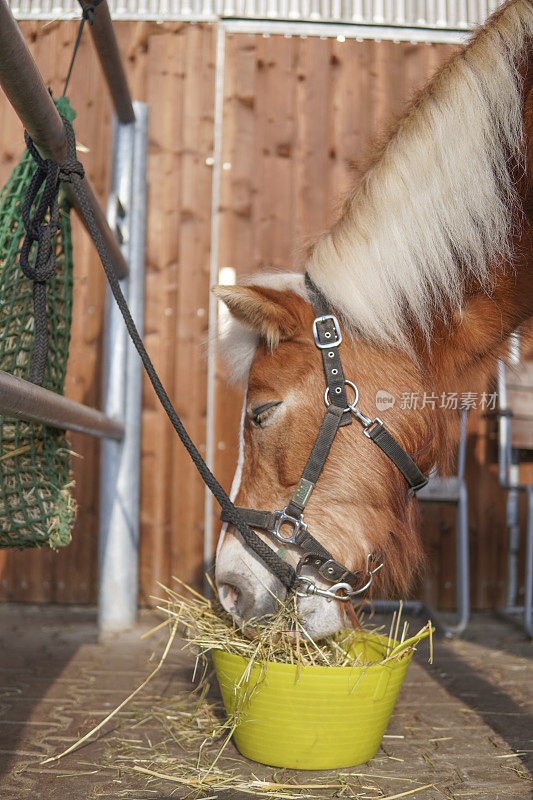 马在牲口棚里吃草
