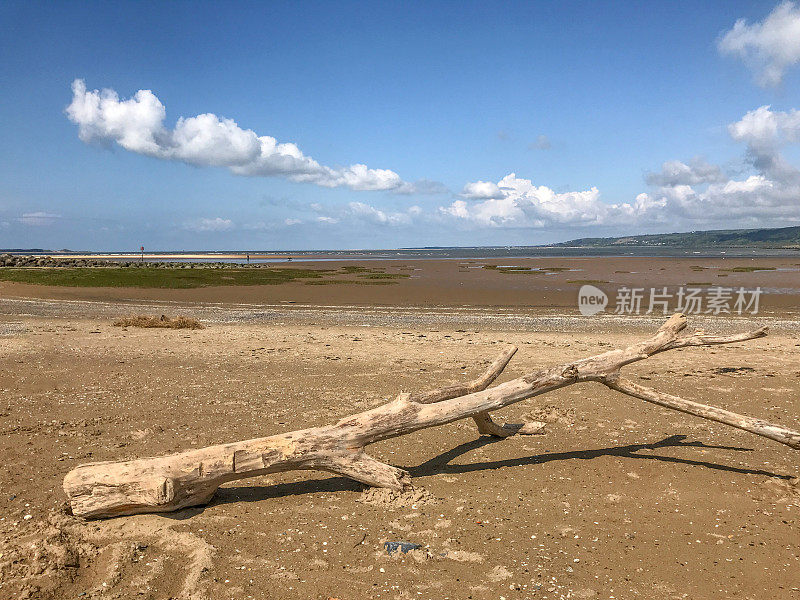 被冲到海滩上的树干