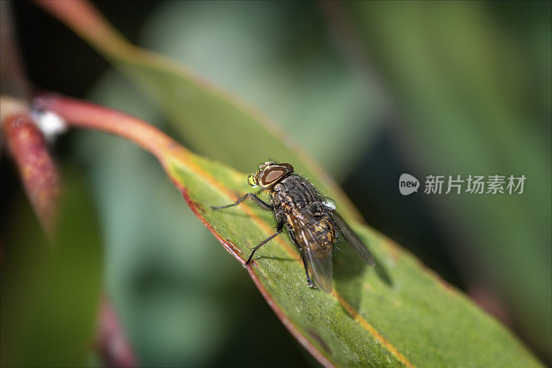 吹蝇(丽蝇属)