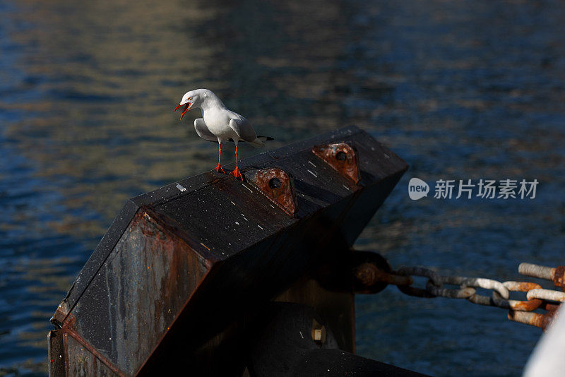 海鸥在海边休息