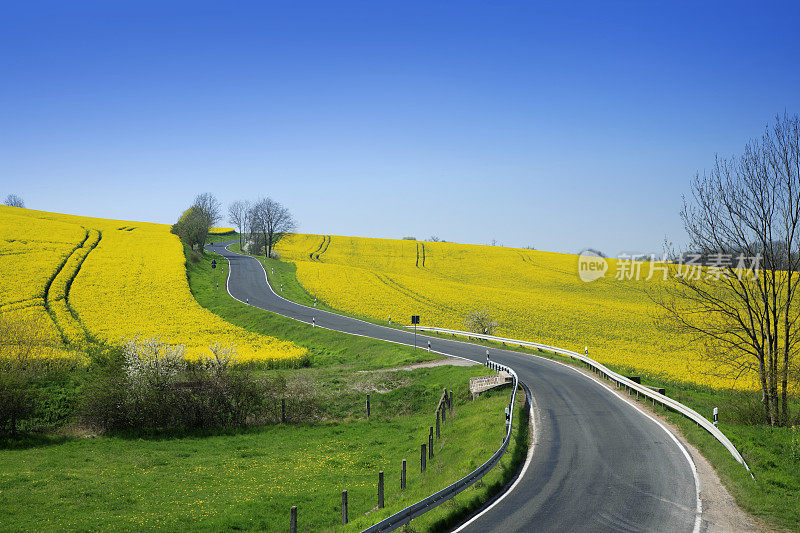 穿过油菜籽田的道路