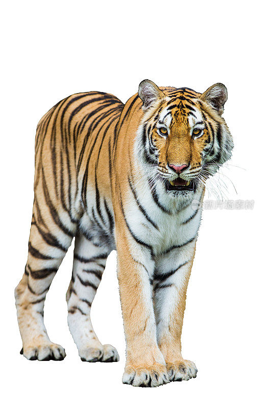 老虎被孤立在白色的clipping路径