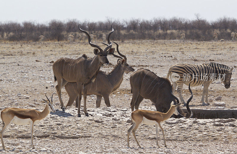 羚羊，斑马和跳羚在伊托沙的一个水坑里