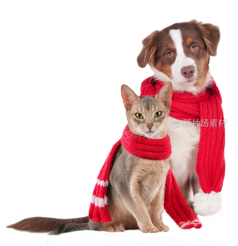 猫和狗披着披肩