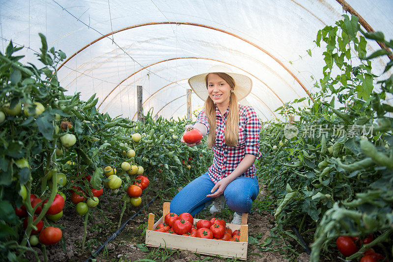年轻的女人蹲在花园里，给西红柿