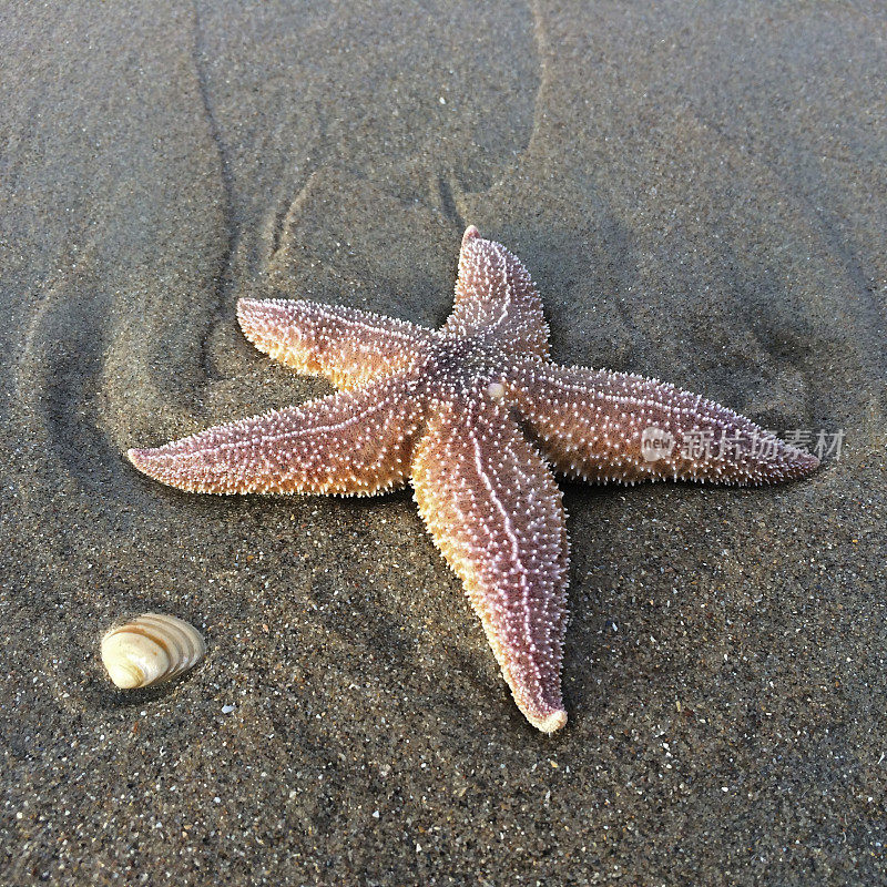 海滩上常见的海星