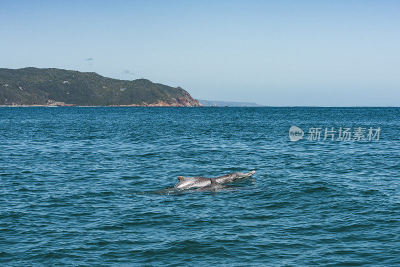 海豚一家在海岸附近玩耍