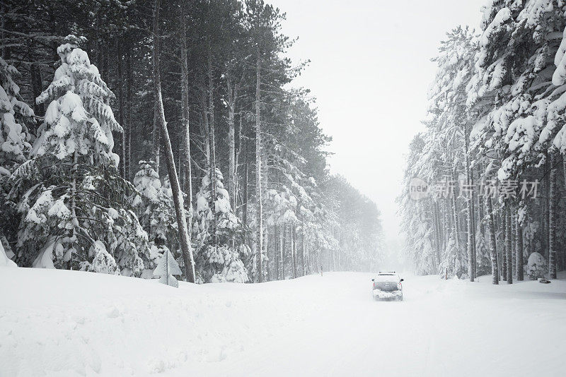 暴风雪中的道路和树木