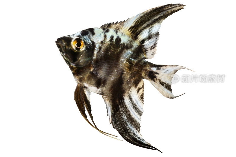 大理石神仙鱼，鳞翼观赏鱼，孤立在白色