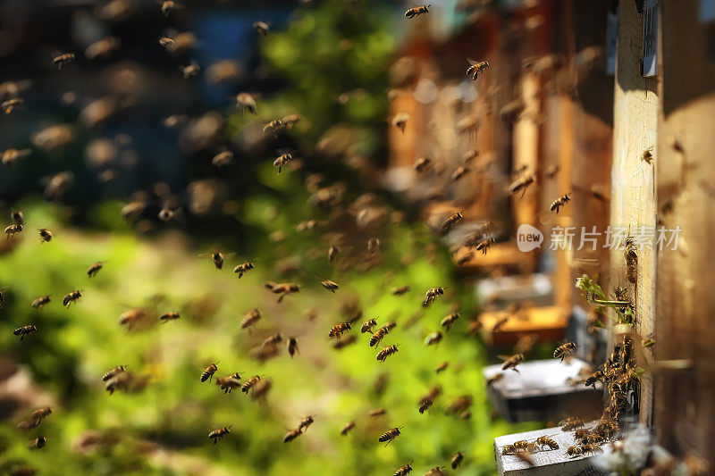 蜂房里的蜂箱，蜜蜂飞向着陆板