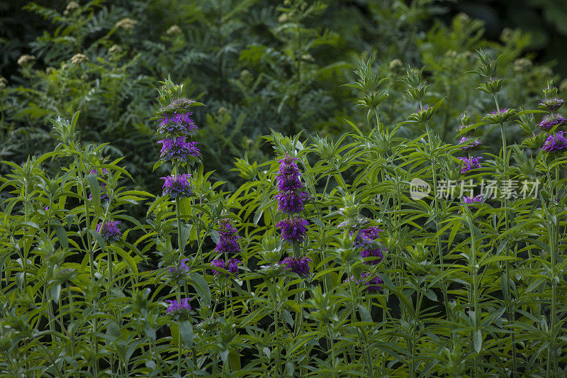 柠檬香蜂草