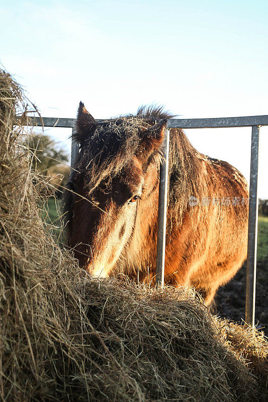 棕色小马在喂草机