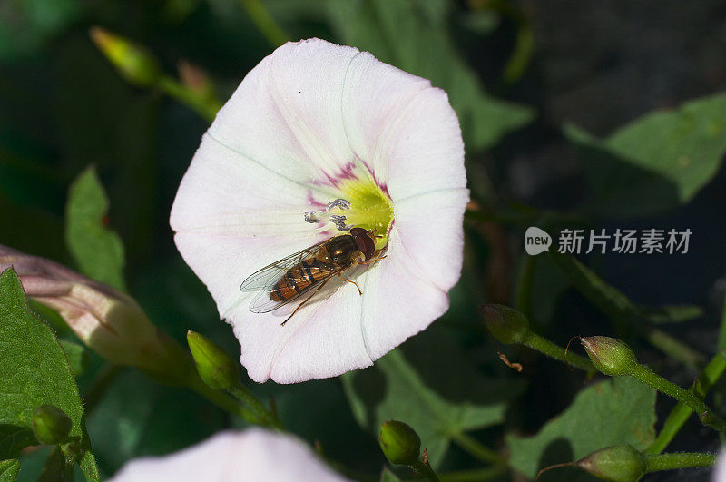 橘子酱食蚜蝇花粉壮举