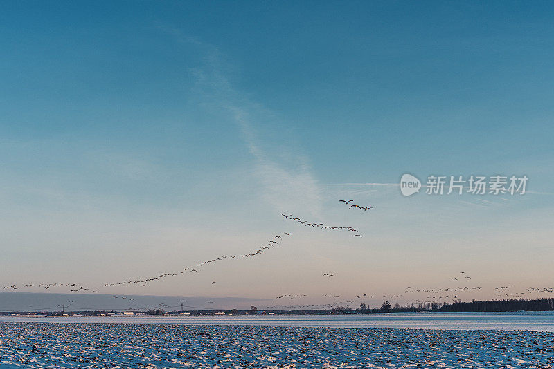 鸟类在乡村自然景观中迁徙