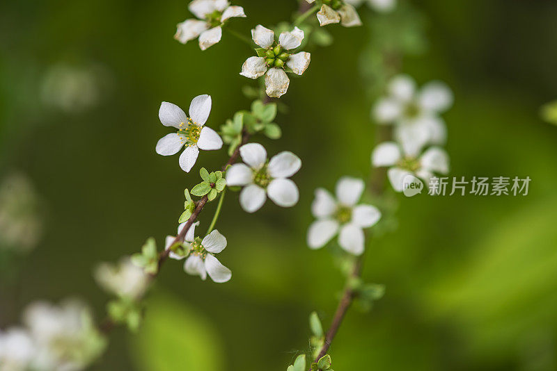 草地上的花