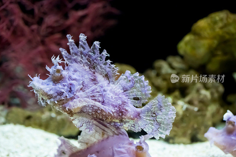 水族馆狮子鱼