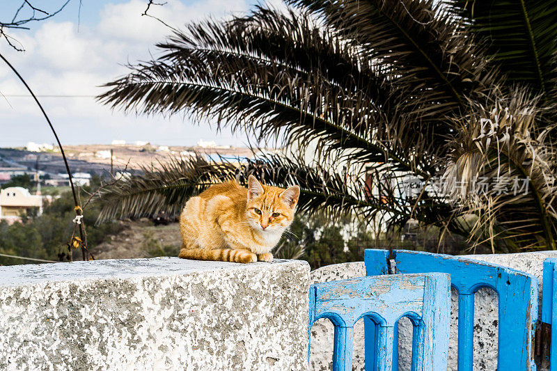 猫在圣托里尼岛