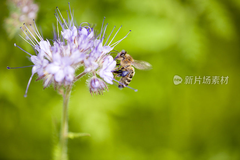 蜜蜂在紫色的凤仙花上