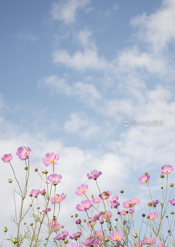 粉红色的宇宙花伸向天空