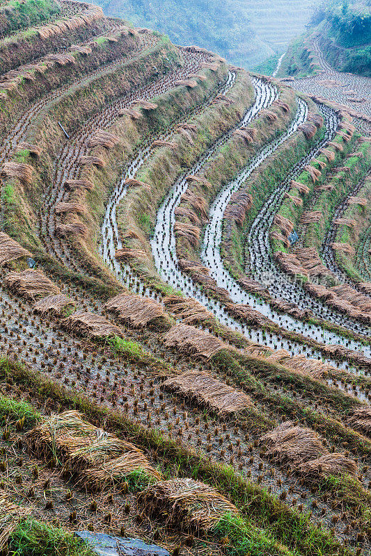 隆基水稻梯田