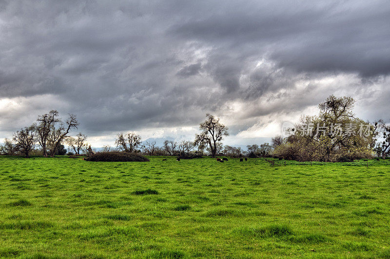 橡树与牛(HDR)