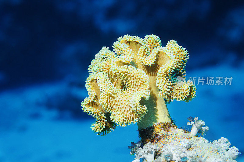 海洋生物珊瑚礁蘑菇皮珊瑚水下