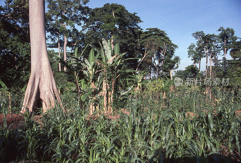 位于西非加纳库马西附近的自给自足的种植园农场雨林