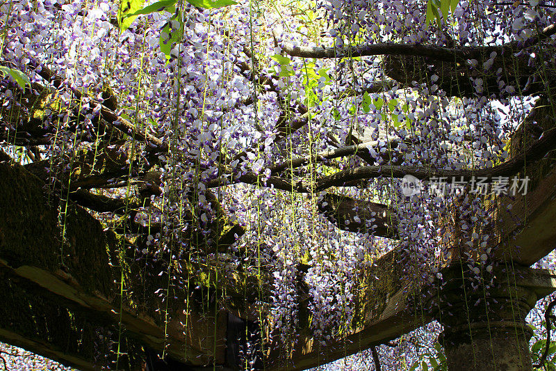 紫藤花(品种:花紫藤)上的观赏花园藤架