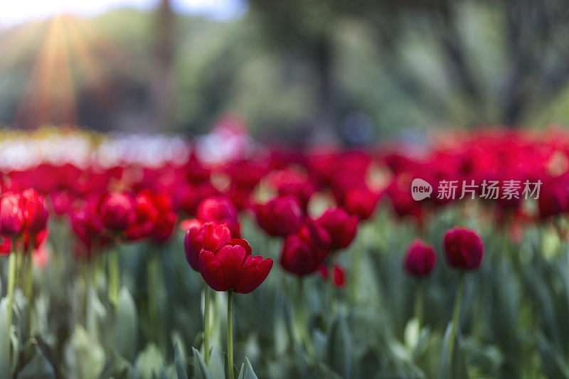 郁金香花