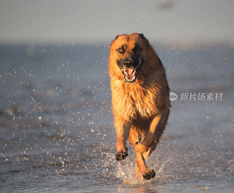 行动中的德国牧羊犬